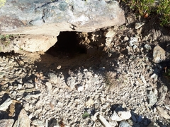 Marmota marmota