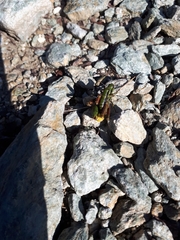 Epipodisma pedemontana