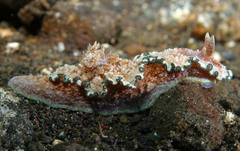 Glossodoris