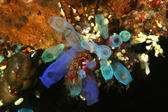 Rhopalaea