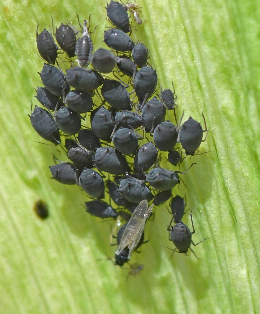hawthorn-angelica aphid