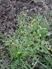 Ranunculus sceleratus