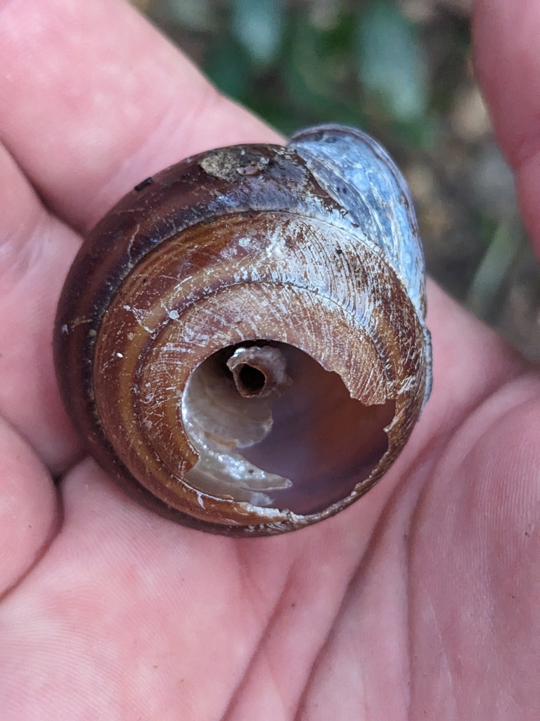 Hinchinbrook Island Banded Snail