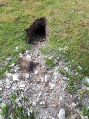 Marmota marmota