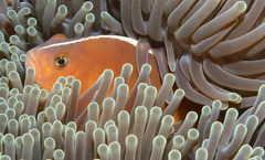 Skunk Clownfish photo 2