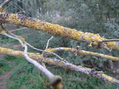 Xanthoria parietina