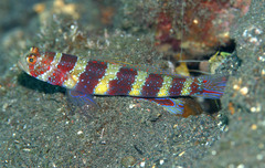 Amblyeleotris wheeleri