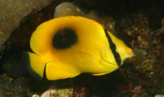 Chaetodon speculum