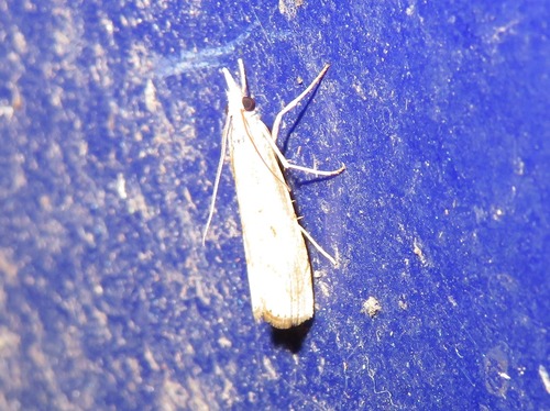 Elbow-striped Grass-veneer, Den Haag, Nederland, photo 8 of 10