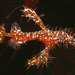 Ornate Ghostpipefish - Photo (c) Ron Greer, some rights reserved (CC BY-NC), uploaded by Ron Greer