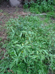 Persicaria hydropiper