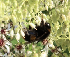 Bombus