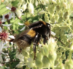 Bombus