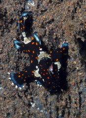Antennarius maculatus