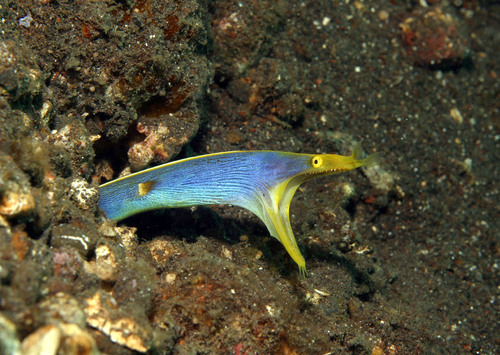 Ribbon Eel — seen at this dive site