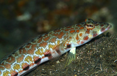 Parapercis millepunctata