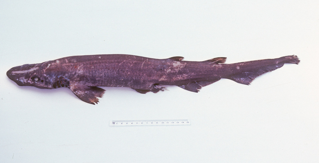 South China Catshark