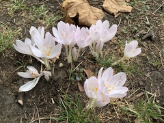 Colchicum