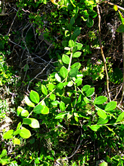 Robsonodendron maritimum
