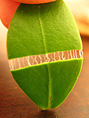 Robsonodendron maritimum