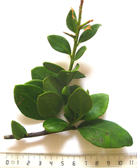 Robsonodendron maritimum