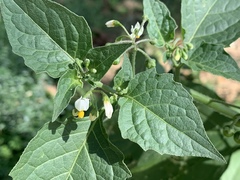Solanum nigrum