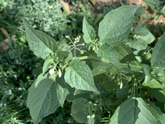 Solanum nigrum