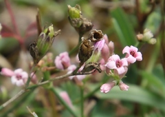 Asperula cynanchica