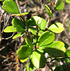 Searsia crenata