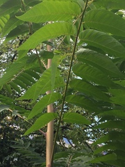 Ailanthus altissima