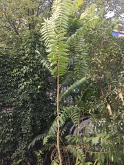 Ailanthus altissima
