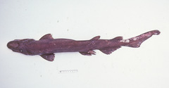 Apristurus sinensis
