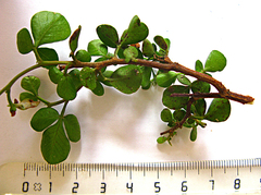 Searsia glauca