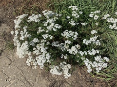 Achillea millefolium