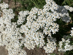 Achillea millefolium