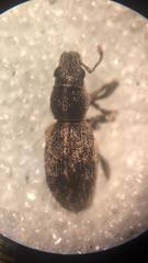 Andrion regensteinense