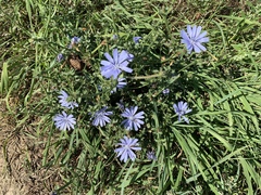 Cichorium intybus