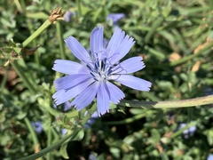 Cichorium intybus