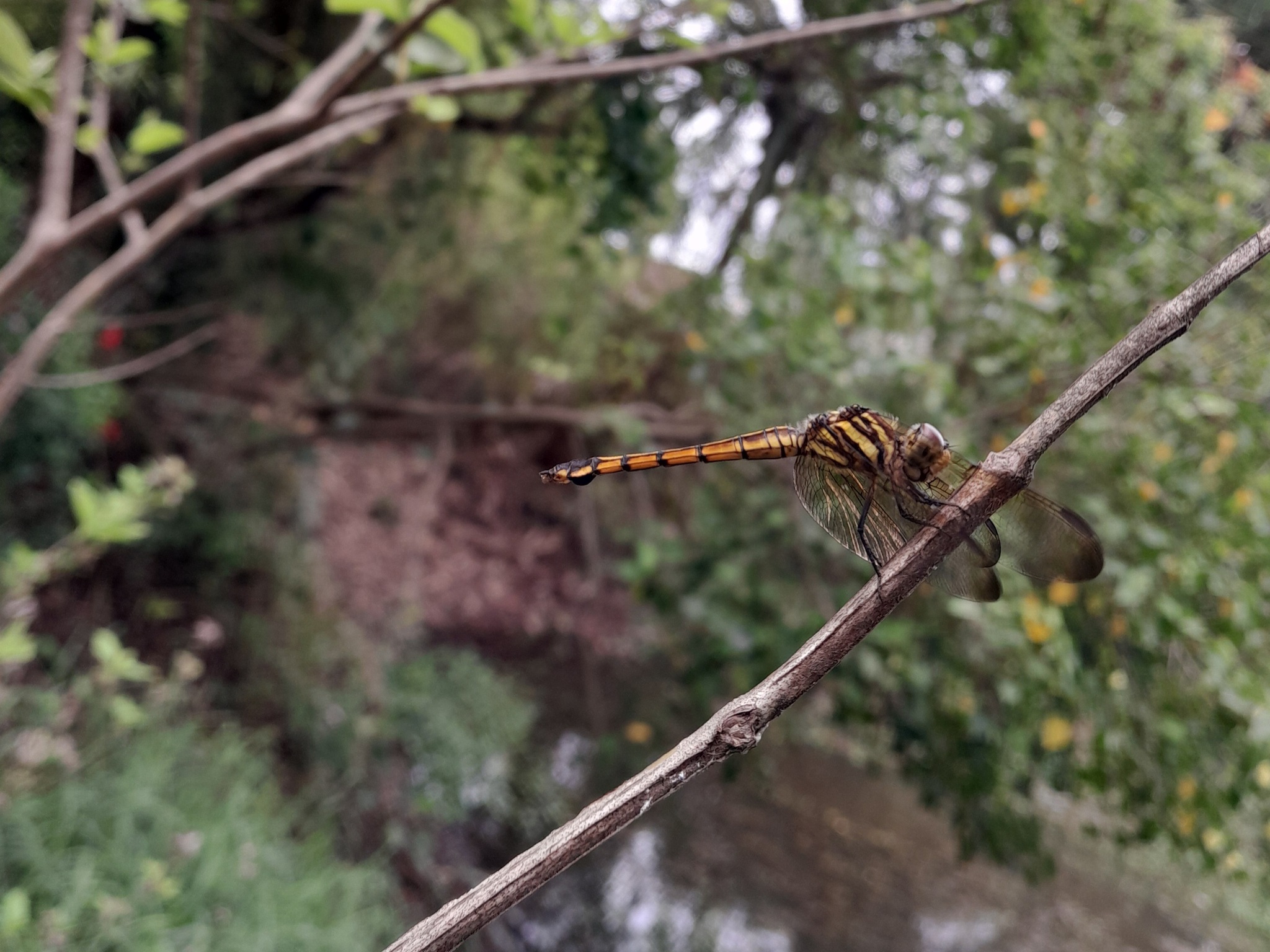 Yellow-Tailed Ashy Skimmer