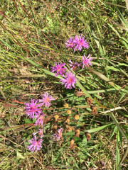 Vernonia acaulis