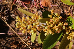 Parinari capensis capensis