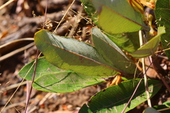 Parinari capensis capensis