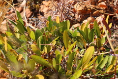 Parinari capensis capensis