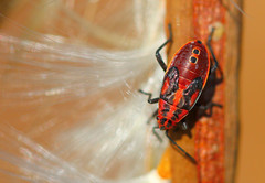 Spilostethus rivularis