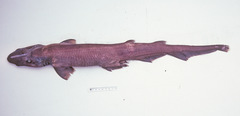 Apristurus sinensis