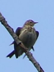 Anthus trivialis