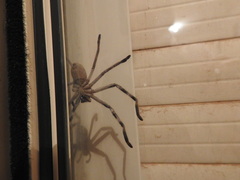 Holconia murrayensis