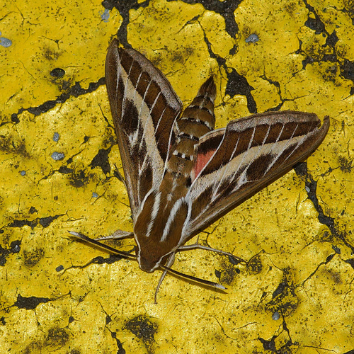 Hyles livornica