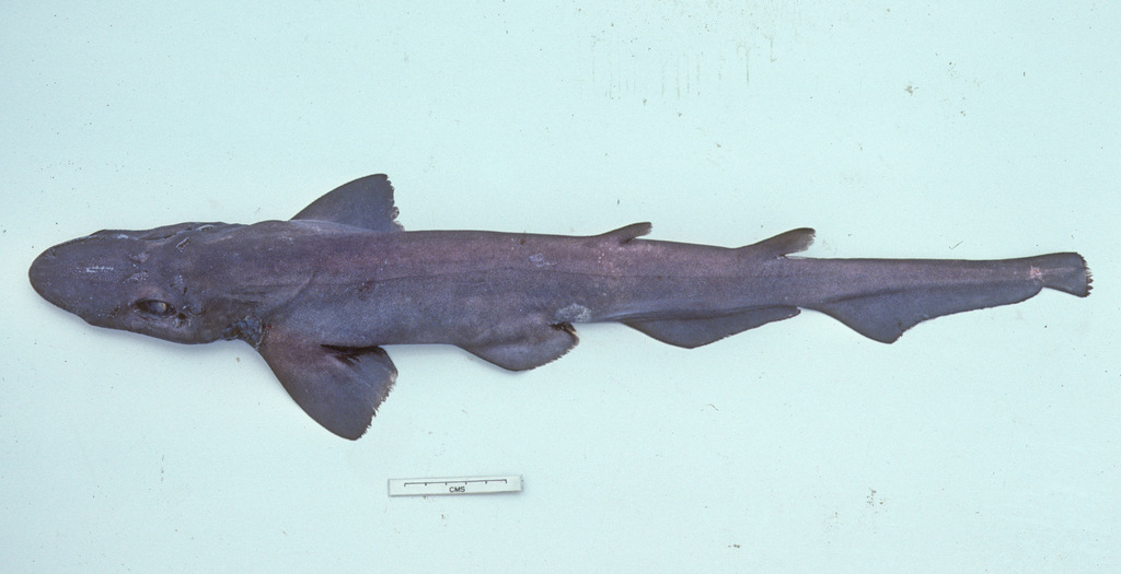 Borneo Catshark