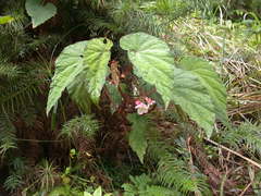 Begonia lukuana